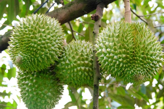 Giá sầu riêng hôm nay 22/9: Nhiều nơi tăng giá, Ri6 và Musang King ổn định
