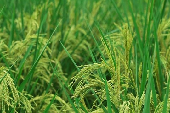 Giá lúa gạo hôm nay 23/9: Xuất khẩu Việt Nam tăng nhẹ, giáp vụ khan hàng