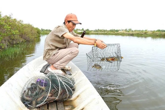 Từ thầy giáo tiểu học trở thành tỷ phú: Câu chuyện về người nông dân Cà Mau biến vùng đất phèn thành trang trại tiền tỷ