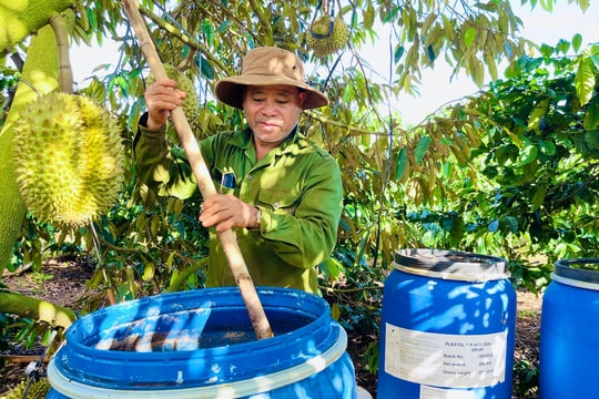 Nông dân Gia Lai biến thứ bỏ đi thành “thuốc quý” cho cây, vừa giảm chi phí vừa thu tiền tỷ mỗi năm