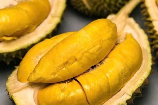 Giá sầu riêng hôm nay 23/9: Ổn định trên cả nước, một loại đặc biệt chạm đỉnh