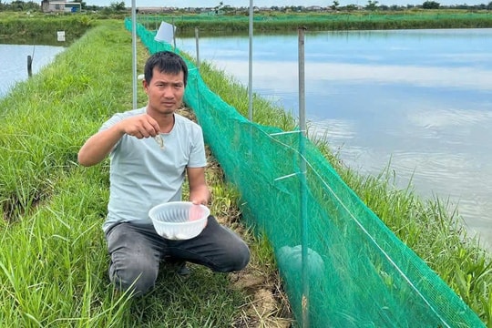 Nông dân Quảng Trị mở hướng làm giàu với mô hình độc đáo mới, lợi nhuận trăm triệu mỗi vụ