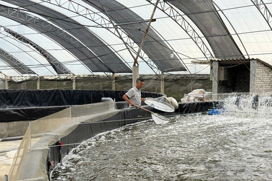 Nghệ An: Ứng dụng công nghệ cao, nông dân biến vụ đông thành “mùa vàng”