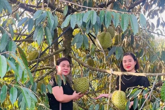 Nông dân Gia Lai phá vỡ định kiến, trồng trái "đặc sản miền Nam" trên đất dốc thu về tiền tỷ