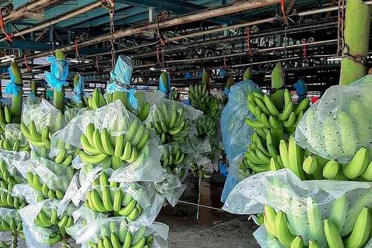 Một loại cây quen thuộc của Việt Nam chinh phục thị trường Nhật