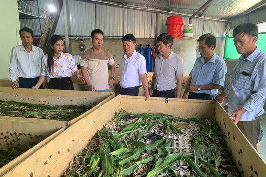 Từng thất bại nhiều lần, nông dân Hà Tĩnh đổi đời nhờ thứ “ăn ít lãi nhiều”, dòng tiền ổn định quanh năm