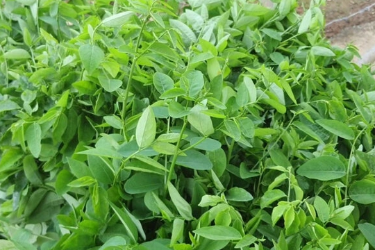 4 loại rau củ giúp dạ dày khỏe mạnh, ăn thường xuyên đỡ đau viêm loét và đầy hơi