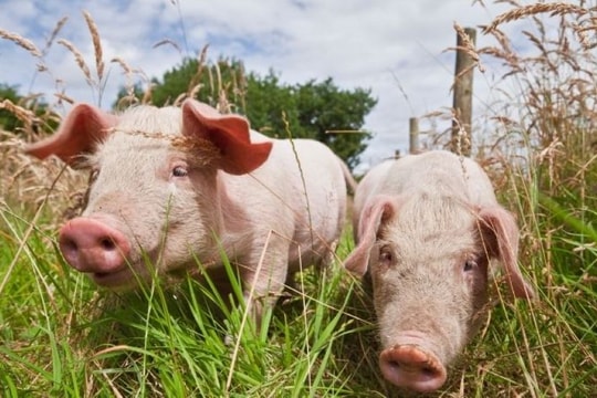 Giá heo hơi hôm nay 25/9: Miền Bắc chững giá, miền Trung và miền Nam tiếp tục giảm