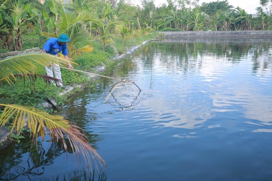 Nông dân Nghệ An biến những ao đất kém hiệu quả thành “mỏ vàng” nhờ loài cá vừa dễ nuôi vừa bán chạy