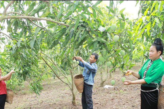 Công nghệ cao đưa “trái vàng” Sơn La bước vào thị trường quốc tế