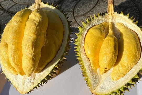 Giá sầu riêng hôm nay 25/9: Mua lẻ cao, mua xô lại chạm đáy