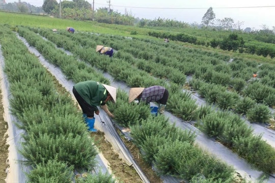 Nông dân Hưng Yên làm giàu bền vững, từ trồng cây đặc sản đến trồng dược liệu quý đều cho thu nhập trăm triệu mỗi hecta