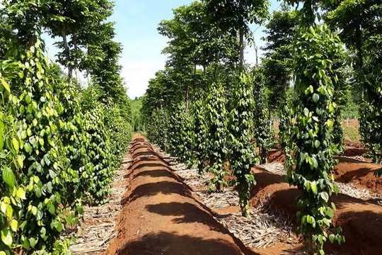 Từ vùng đất khó, nông dân Quảng Trị đưa đặc sản hữu cơ thành thương hiệu toàn cầu