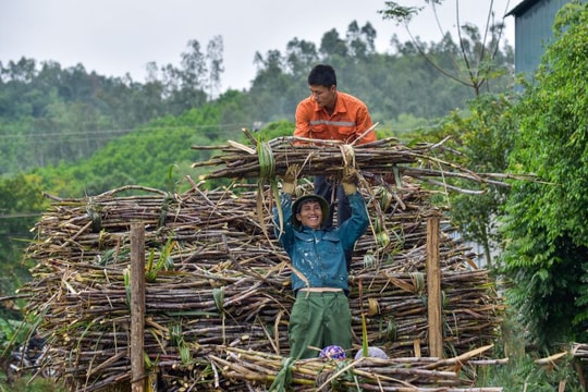 Mô hình “cánh đồng lớn” nâng tầm mía đường Thanh Hóa