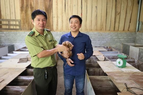 Nông dân Thanh Hóa làm giàu từ giống thú quý, bí quyết chỉ tốn 2 giờ chăm sóc mỗi ngày, thu nhập tính bằng 9 con số