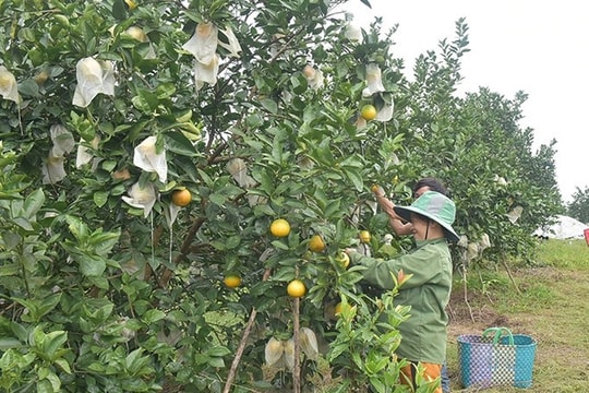 Từ vùng đồi ven biển, nông dân Hà Tĩnh gây dựng biểu tượng mới cho nông sản miền Trung