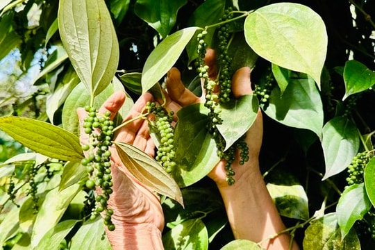 Giá tiêu hôm nay 26/9/2025: Neo cao ở mức 150.000 đồng/kg