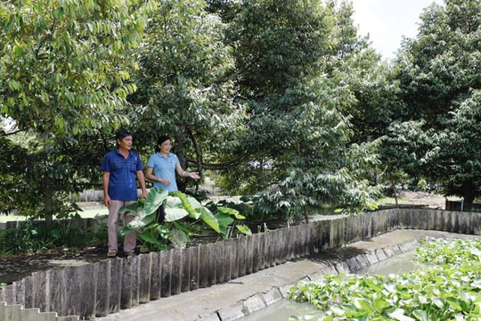 Hơn 25 năm kiên trì, nông dân Cần Thơ biến ao bùn thành "mỏ vàng" xen kẽ cùng giống trái "đặc sản", giờ thu nhập tiền tỷ mỗi năm