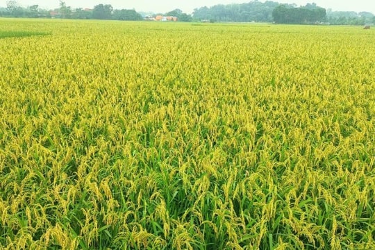 Giá lúa gạo hôm nay 28/9: Biến động nhẹ trong nước, xuất khẩu giữ nhịp cao