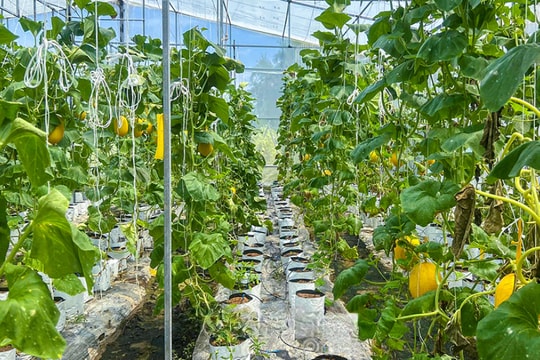 Câu chuyện nông dân Cà Mau làm giàu từ giống trái có vị ngọt lịm, màu vàng đẹp