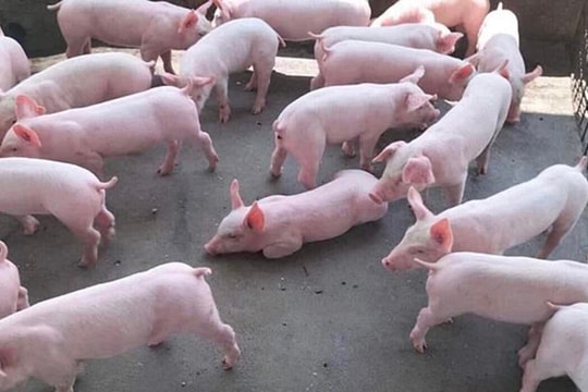 Giá heo hơi hôm nay 30/9: Thị trường ổn định, nguy cơ dịch tái phát vẫn còn