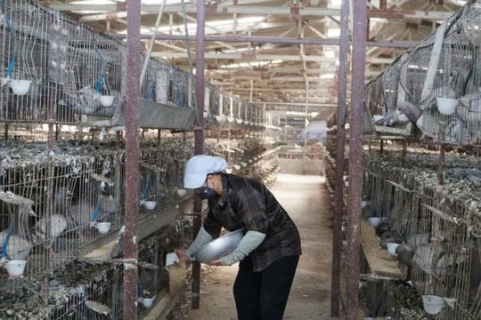 Nông dân Thanh Hóa vươn lên thành tỷ phú nhờ mô hình độc lạ, đều tay thu lãi gần 100 triệu/tháng