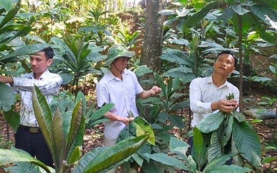 Nông dân Lào Cai trồng dược liệu dưới tán rừng, hướng làm giàu gắn với bảo vệ môi trường
