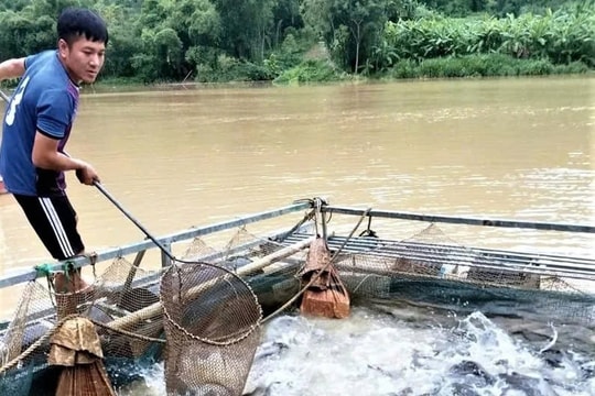 Nông dân Thanh Hóa biến lá chuối, cỏ dại thành thức ăn tự nhiên, tạo nguồn thu lớn mỗi năm nhờ giống cá đặc biệt