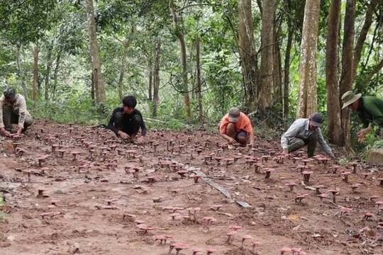 Nông dân Quảng Trị làm giàu từ "thứ thuốc quý" dưới tán rừng, mỗi vụ thu hàng trăm triệu đồng