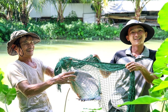Hành trình hơn 10 năm đổi mới mô hình kinh tế của người nông dân Quảng Ngãi: Thu tiền tỷ mỗi năm từ rừng, cá, cây ăn quả