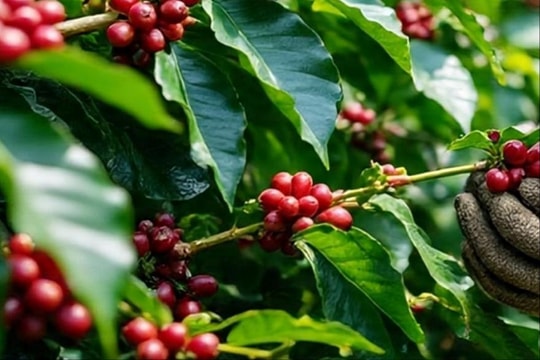 Giá cà phê hôm nay 1/10: Đồng loạt giảm, nông dân thận trọng