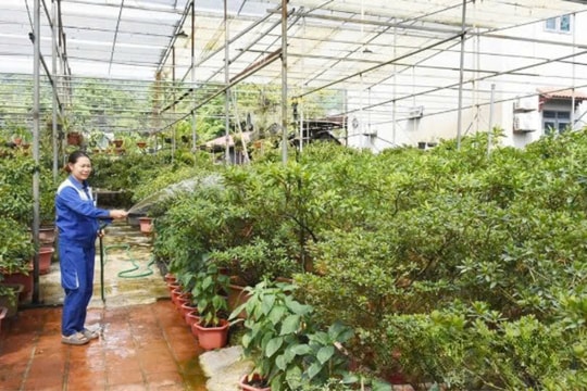 Khi một nông dân Phú Thọ rời ngành y để gắn bó với đam mê, biến đó thành doanh thu hàng trăm triệu mỗi năm