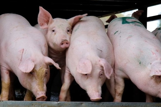 Giá heo hơi hôm nay 2/10: Miền Nam giảm rải rác, miền Bắc vẫn giữ đỉnh