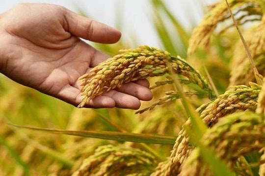 Giá lúa gạo hôm nay 2/10: Gạo thơm giữ giá, gạo trắng giảm nhẹ