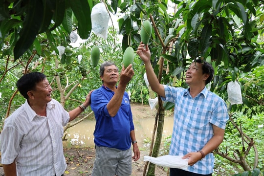 Nông dân An Giang làm giàu từ hàng nghìn héc ta "đặc sản xanh", đưa thương hiệu vươn tầm quốc tế