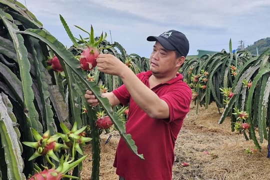 Thanh long Bình Thuận trên hành trình hữu cơ hóa, chinh phục thị trường quốc tế khắt khe