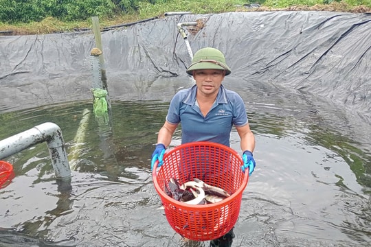 Từ khe suối hoang sơ, nông dân Quảng Ninh dựng nên cơ ngơi khổng lồ, thu gần 1 tỷ đồng/năm