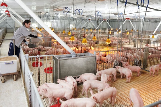 Giá heo hơi hôm nay 3/10: Thị trường đi ngang, miền Nam giảm nhẹ