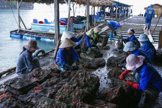 Nuôi trai lấy ngọc ở Quảng Ninh: Hướng làm giàu bền vững gắn với du lịch và thương hiệu địa phương