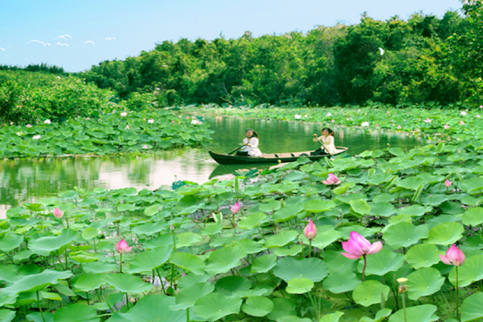 Sen Đồng Tháp trên hành trình ra thế giới, trở thành nền tảng cho kinh tế tuần hoàn và sinh kế bền vững