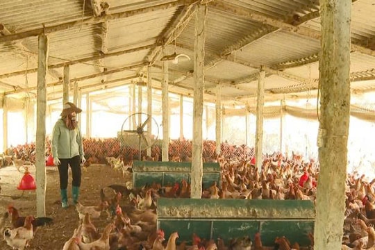 Dịch bệnh quét qua, nông dân Thái Nguyên chủ động chuyển đổi sang mô hình mới, mở ra hướng làm giàu vượt trội