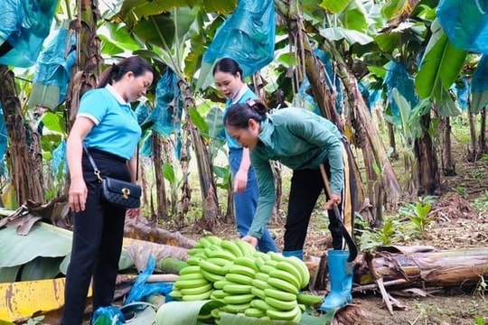 Nông dân Lào Cai bỏ ngô, bỏ sắn kém hiệu quả, đổi đời nhờ cây trồng bình dân, thu nhập tới 300 triệu/năm