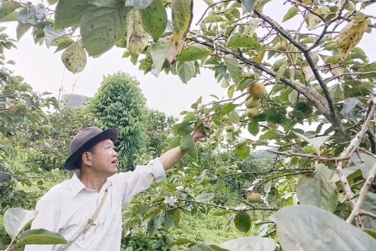 Người "thầy giáo nông dân" ở Sơn La tìm ra bí quyết làm giàu mới, mang về thu nhập 9 con số