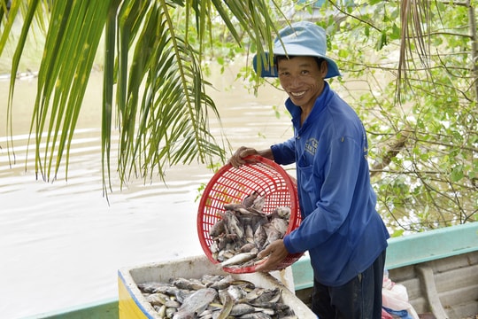 Tận dụng vuông tôm, nông dân An Giang nuôi cá rô phi, cá lóc mở lối bán đặc sản ra thị trường lớn