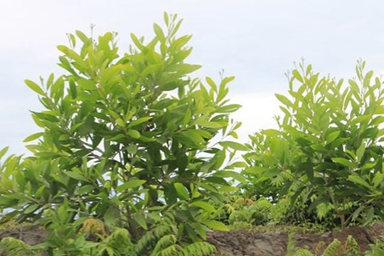 Loài cây có mối lương duyên đặc biệt với rừng U Minh Hạ, đưa bà con thoát nghèo, mang về kỳ vọng xuất khẩu tỷ đô