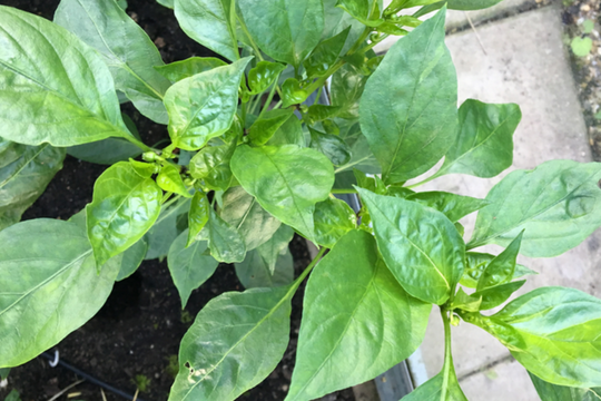 Loại rau quen thuộc nấu canh ăn mỗi tuần có thể giúp bạn trẻ lâu, xương khớp dẻo dai