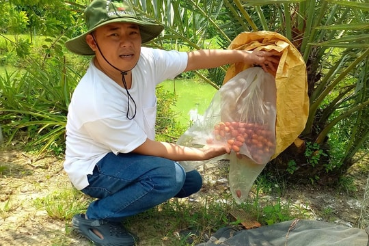 Từ đam mê lạ, người nông dân TP.HCM thành công trồng giống cây giá hàng chục triệu/gốc, doanh thu hiện nay cao ngất ngưởng