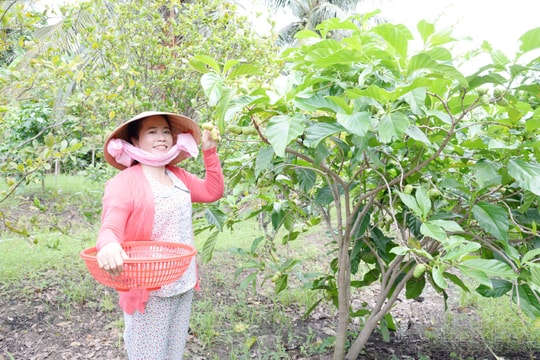 Người nông dân Đồng Tháp biến giống quả "khó ăn" thành sản phẩm đắt tiền, mở lối cho nông sản bản địa