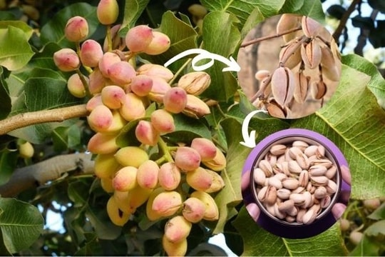 Giảm cholesterol, ổn định đường huyết và đánh bay mỡ bụng nhờ 5 loại hạt