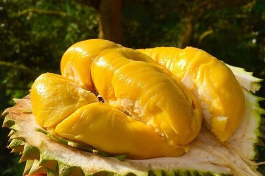 Giá sầu riêng hôm nay 7/10: Sầu riêng Ri6 loại đẹp tăng vọt, hàng xô bị ép mạnh